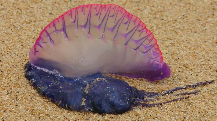 La carabela portuguesa (Physalia physalis), también conocida como fragata portuguesa, agua mala, botella azul o falsa medusa, es una especie de invertebrado de la familia Physaliidae.