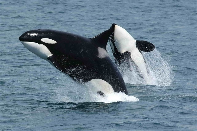 Un compuesto químico formado por cloro, carbón e hidrógeno, amenazan con extinguir las orcas,