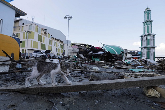 Un gato camina entre los escombros de una mezquita tras el terremoto y posterior tsunami en Palu (Indonesia) Foto: EFE