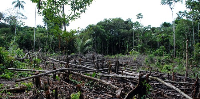 En Colombia, la pérdida de selva virgen aumentó 9% entre 2017 y 2018, debido a que el acuerdo de paz entre el gobierno y las Farc posibilitó un mayor acceso a algunas zonas.