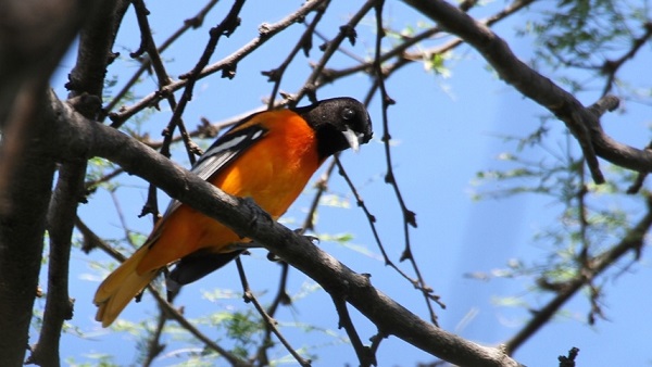 Icterus Galbula, es una de las 270 especies de aves se han avistado en alrededor de Cerrejón.