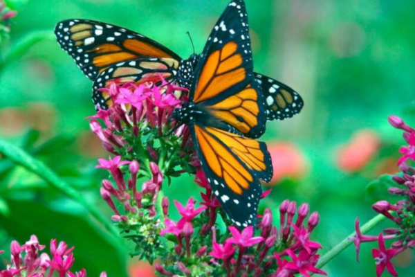 La mariposa es un insecto que se mantiene en ambas serranías.