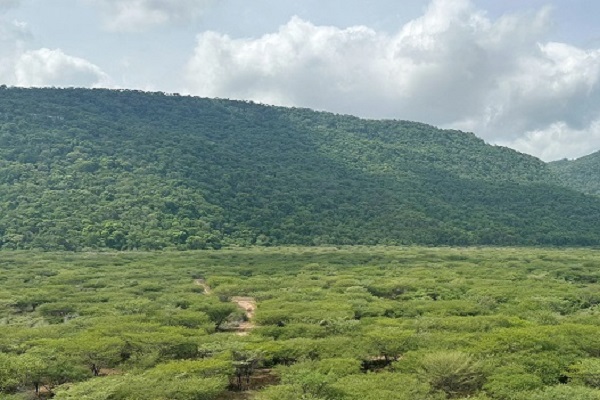 Bosque Tropical, que crece en la Media Guajira y hace parte del área conservada y rehabilitada de Cerrejón.