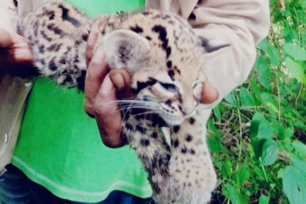 El cachorro de jaguar liberado en la Reserva Natural Protectora Montes de Oca.