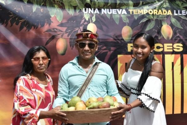 ‘Raíces de Mango’, un proyecto que espera cosechar mango tipo exportación.  Postobón, su Fundación y Cerrejón, han sembrado 50 hectáreas de mango en territorio guajiro, orientado para fortalecer a familias de la etnia wayuu